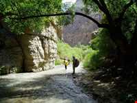 Abr Forests ( Cloud Forest )