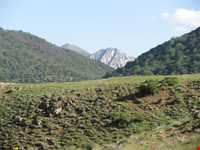 Abr Forests ( Cloud Forest )