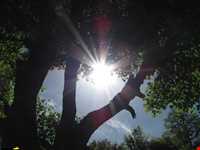 Abr Forests ( Cloud Forest )