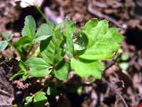 Abr Forests ( Cloud Forest )