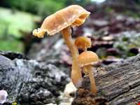 Abr Forests ( Cloud Forest )