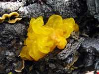 Abr Forests ( Cloud Forest )