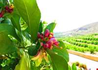 روستای هکان