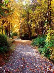 پارک جنگلی شیر آباد