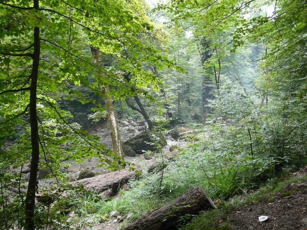 Shir abad forest park