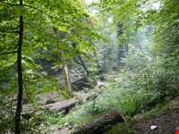 Shir abad forest park