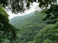 Shir abad forest park