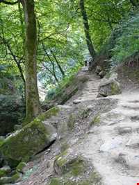 Shir abad forest park