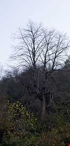 روستای چلندر