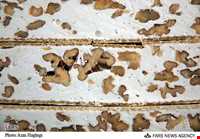 نوقا ( لوکا )