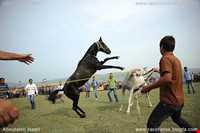 مجتمع سوار کاری گنبدکاووس