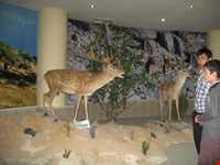 Natural history museum of tabriz