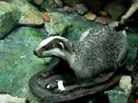 Natural history museum of tabriz