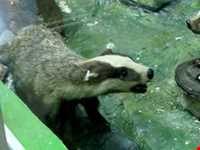 Natural history museum of tabriz