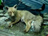 Natural history museum of tabriz