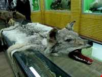Natural history museum of tabriz