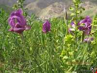 روستای گته ده