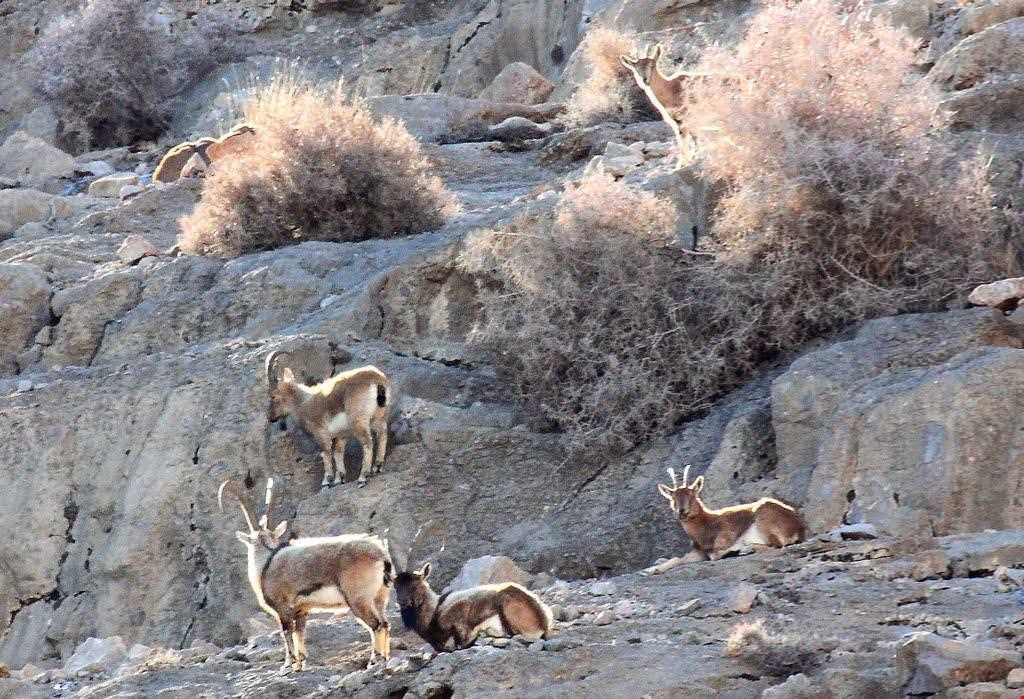 Kolah ghazi national park