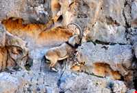 Kolah ghazi national park