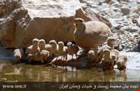 Kolah ghazi national park