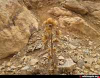 Kolah ghazi national park