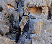 Kolah ghazi national park