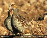 Kolah ghazi national park