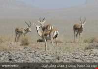 Kolah ghazi national park