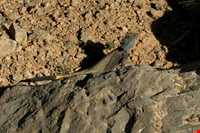 Kolah ghazi national park