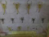 Talar teymouri (natural history museum )