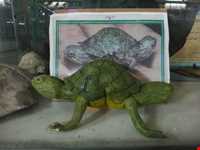 Talar teymouri (natural history museum )