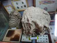 Talar teymouri (natural history museum )