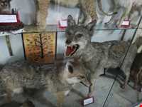 Talar teymouri (natural history museum )