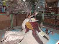 Talar teymouri (natural history museum )