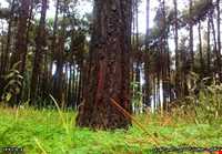 پارک ولیعصر فیروزآباد