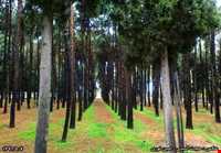 پارک ولیعصر فیروزآباد