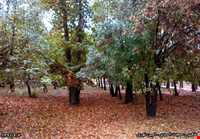 پارک ولیعصر فیروزآباد