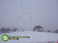 آبشار دشت ارژن