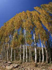 روستای قزاآن