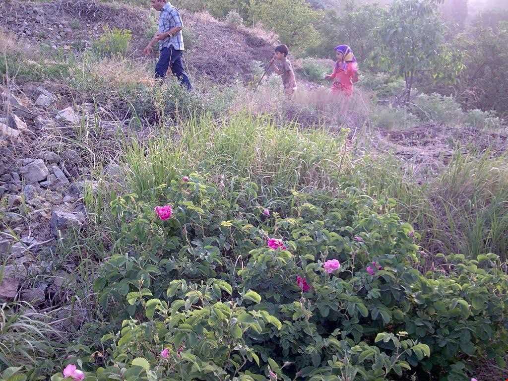 روستای قزاآن