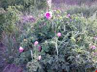 روستای قزاآن