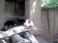 روستای قزاآن