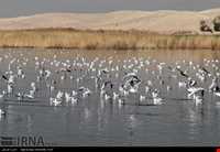 Eshgh abad Wetland