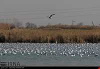 Eshgh abad Wetland