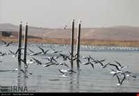 Eshgh abad Wetland