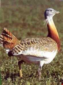 پناهگاه حیات وحش سوتاو