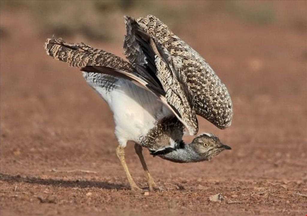 پناهگاه حیات وحش سوتاو