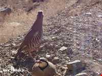 Yakhab protected area