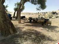 زیارتگاه صالح پیغمبر