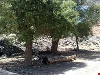 زیارتگاه صالح پیغمبر